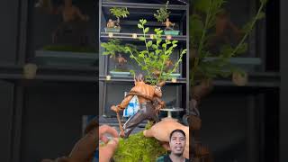 Teknik perawatan tanaman bonsai #shorts #farming #satisfying