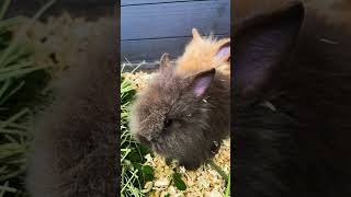 Lionhead bunnies 7 weeks old