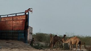 من الصعب تحميل الإبل في الشاحنة Camel loading in truck | Difficult to load camels in truck