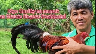 MANOK PINAS:Mga Quality na manok sa Negros Occidental