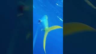 Wait for it - MAHI STRIKE #shorts