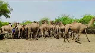 camels in tharparkar #viral #viralvideos #viralvideo #camel #camellife #camelculture