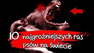 10 najgroźniejszych ras psów na świecie!