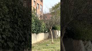 Free parrots in the city caught on camera - Bologna 2023 february 19 febbraio - pappagalli in città