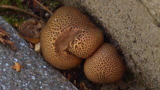 Pigskin poinson puffball #2