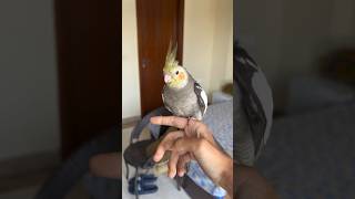 Cockatiel Free Flight Recall Training✨✨#cockatiel #freeflight #recall #training #shorts