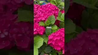 എന്തൊരു ഭംഗിയാണ് കാണാൻ. #shorts #ytshorts #diygarden