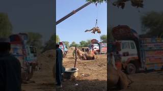 Amazing loading camel #camel #youtubeshorts #goat #youtubevideos #ytshorts #youtube #animals