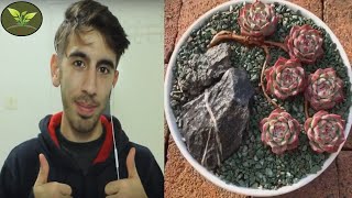 İNSTAGRAM EN GÜZEL ARANJMAN YAPIM VİDEOLARI | Kaktüs ve Sukulent