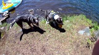 Sawmill Lake - August 2019: Chance Goes for a Swim