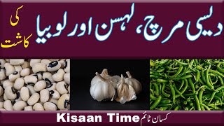 Mirch ki kasht chilli cultivation of chilli green chilli red chilli Kisan Time کسان ٹائم