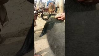 Buffalo k seengh kasay katay jty han #Trending #Viral #AnimalTreatment #Funyvideo #Foru #ytshorts