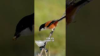 Shrike | The Brutal Butcherbird That Impales Its Prey #shorts