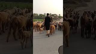 چرواہا 🤠.                                             #cow# animalfarming  shorts