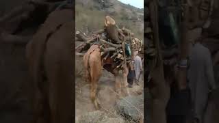 how camel bring trees from high mountain #shorts #youtubeshorts #animal #camel #camels