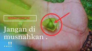 TERNYATA TANAMAN INI MEMILIKI MANFAAT YANG SANGAT LUAR BIASA !!