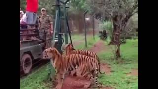 Tinggi nya harimau ni melompat. Hampir hampir sahaja..