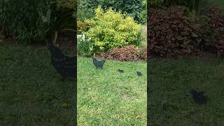 The resident hen & chicks are very well behaved in the garden