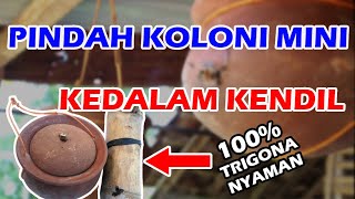 Cara Pindah Koloni Trigona/Klancen Kedalam Kendil/Gerabah