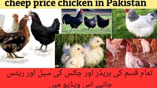 Fancy Hens Different Breed Pair|| EggLayying and Chicks For sale Cargo Available| Doctor Birds Farm