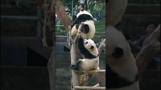 fighting#panda