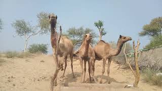 Camels Drinking water in Thar desert.