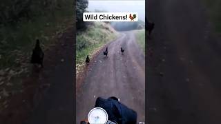 Wild Chickens! 🐓 | Adventure Ride | New Zealand | Keeway CR152