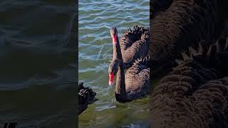 Beautiful Black Swans Swimming Down River - Relaxing Nature Sounds