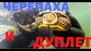 Подводная Охота. Дуплет и Черепаха!!