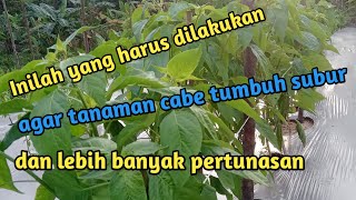 PENTINGNYA PENGAIRAN RUTIN PADA LAHAN BUDIDAYA CABE. JANGAN DISEPELEKAN‼️