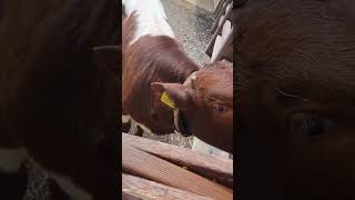 Baby cow #cow #cowvideos