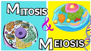 Mitosis vs. Meiosis| From grade 9th to 12th