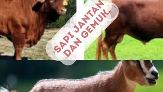 Cara membuat kandang SAPI dan cara peternak  KAMBING . cara muderen