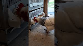 rooster stealing food from the chicks!