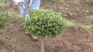 Mugo Pine - Plant Care