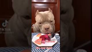 Pitbull ASMR #shorts #youtubeshorts #trending #tktok #compilation #viral #pet #animals #2021 #dog