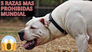 🐶TOP 5 RAZAS de perros PELIGROSAS,🦮DOG,PERRO,MASCOTA,Estos Perros Están Prohibidos en Todo el Mundo.