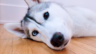 Come Hang Out with My Husky! (LIVE)