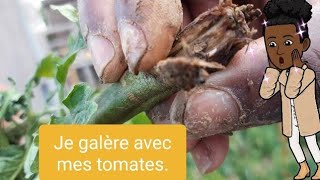 Je galère avec mes tomates 🍅.