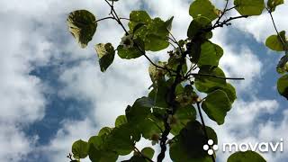 Kiwi Blüten / Flowers ♂️