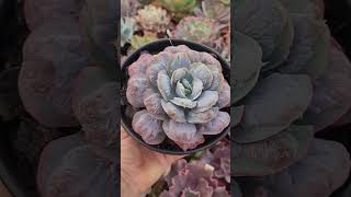 Gosto de ver elas assim...enchendo de verrugas #suculentasdacreusa #shortvideo #plantas #setembro