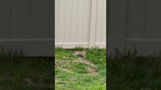 Bunnies playing tag