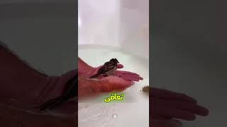 بعد إنقاذه للطائر ظن أنه والده