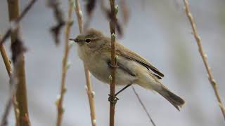 Пеночка-теньковка Phylloscopus collybita, песня / Common chiffchaff song