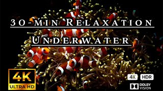 30-minute Beautiful Relaxation Music for stressrelief, sleep, meditation, study, yoga, chill