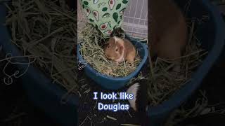 I look like Douglas. we have the same figure. #youtubeshorts #funny #pets