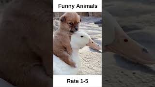 Best Funny Animals #shorts