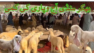 There were very few buyers of animals in the market today| Sheep farming and goat farming in world