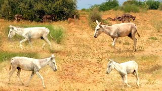 Donkey Running Video I Donkey Riding