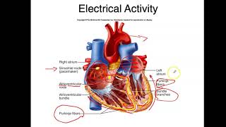 Bio4_Module 11_Ch20_Heart part 5